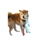 3匹の柴犬ちゃん（個別スタンプ：24）