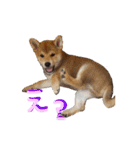 3匹の柴犬ちゃん（個別スタンプ：25）