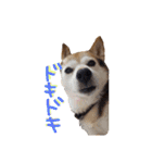 3匹の柴犬ちゃん（個別スタンプ：29）