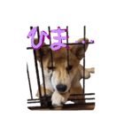 3匹の柴犬ちゃん（個別スタンプ：30）