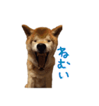 3匹の柴犬ちゃん（個別スタンプ：31）