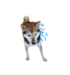 3匹の柴犬ちゃん（個別スタンプ：33）