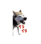3匹の柴犬ちゃん（個別スタンプ：34）