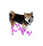 3匹の柴犬ちゃん（個別スタンプ：35）