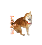 3匹の柴犬ちゃん（個別スタンプ：36）