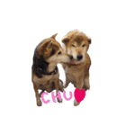 3匹の柴犬ちゃん（個別スタンプ：37）