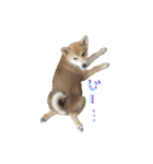 3匹の柴犬ちゃん（個別スタンプ：39）