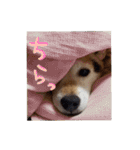 3匹の柴犬ちゃん（個別スタンプ：40）