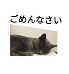 飼い猫「くう」のスタンプ 3（個別スタンプ：1）