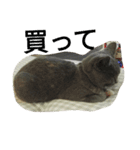 飼い猫「くう」のスタンプ 3（個別スタンプ：4）