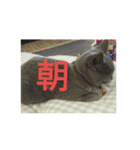 飼い猫「くう」のスタンプ 3（個別スタンプ：5）