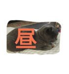 飼い猫「くう」のスタンプ 3（個別スタンプ：6）