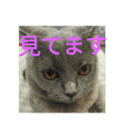 飼い猫「くう」のスタンプ 3（個別スタンプ：7）