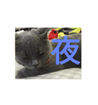飼い猫「くう」のスタンプ 3（個別スタンプ：8）