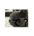 飼い猫「くう」のスタンプ 3（個別スタンプ：9）