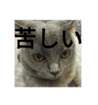 飼い猫「くう」のスタンプ 3（個別スタンプ：10）
