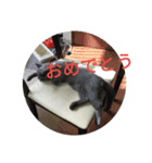 飼い猫「くう」のスタンプ 3（個別スタンプ：11）