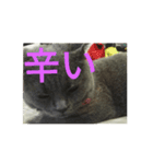 飼い猫「くう」のスタンプ 3（個別スタンプ：12）
