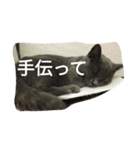 飼い猫「くう」のスタンプ 3（個別スタンプ：13）