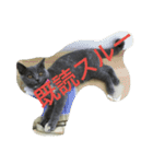 飼い猫「くう」のスタンプ 3（個別スタンプ：14）