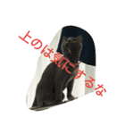 飼い猫「くう」のスタンプ 3（個別スタンプ：15）