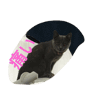飼い猫「くう」のスタンプ 3（個別スタンプ：16）