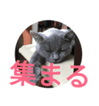 飼い猫「くう」のスタンプ 3（個別スタンプ：18）