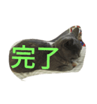 飼い猫「くう」のスタンプ 3（個別スタンプ：19）