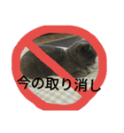 飼い猫「くう」のスタンプ 3（個別スタンプ：20）
