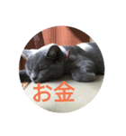 飼い猫「くう」のスタンプ 3（個別スタンプ：23）