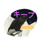 飼い猫「くう」のスタンプ 3（個別スタンプ：24）