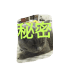 飼い猫「くう」のスタンプ 3（個別スタンプ：25）