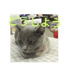 飼い猫「くう」のスタンプ 3（個別スタンプ：26）