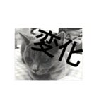 飼い猫「くう」のスタンプ 3（個別スタンプ：28）