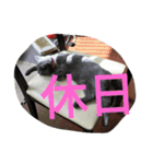 飼い猫「くう」のスタンプ 3（個別スタンプ：29）