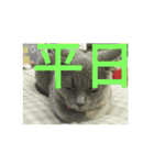 飼い猫「くう」のスタンプ 3（個別スタンプ：30）