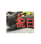飼い猫「くう」のスタンプ 3（個別スタンプ：31）