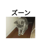 飼い猫「くう」のスタンプ 3（個別スタンプ：32）