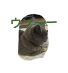 飼い猫「くう」のスタンプ 3（個別スタンプ：33）