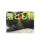 飼い猫「くう」のスタンプ 3（個別スタンプ：37）