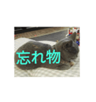 飼い猫「くう」のスタンプ 3（個別スタンプ：38）