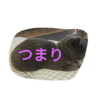 飼い猫「くう」のスタンプ 3（個別スタンプ：39）