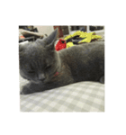 飼い猫「くう」のスタンプ 3（個別スタンプ：40）