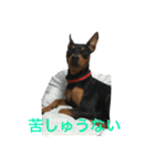 ガァクライヒ（個別スタンプ：11）
