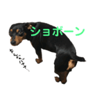 ガァクライヒ（個別スタンプ：12）