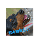 ガァクライヒ（個別スタンプ：19）
