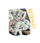 猫のスタンプ①（個別スタンプ：1）