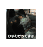 猫のスタンプ①（個別スタンプ：3）