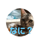 猫のスタンプ①（個別スタンプ：7）