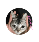 猫のスタンプ①（個別スタンプ：8）